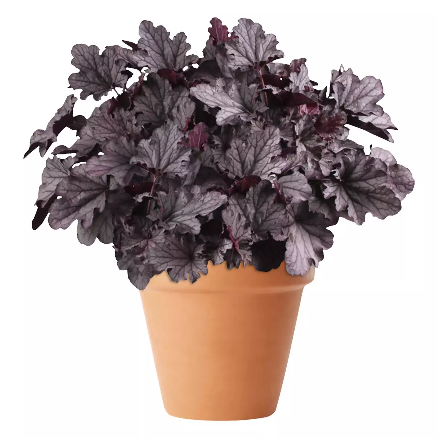 Heuchera - Alunrot 15 cm