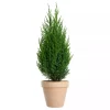Juniperus chinensis 'Stricta' - Kinaeiner 15 cm