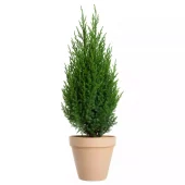 Juniperus chinensis 'Stricta' - Kinaeiner 15 cm