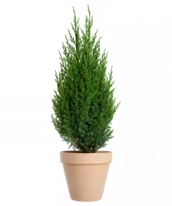 Juniperus chinensis 'Stricta' - Kinaeiner 15 cm