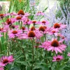 Echinacea purpurea - Solhatt 13 cm