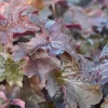 Heuchera 'Palace Purple' - Alunrot 4pk