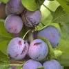 Frukttrær Prunus domestica - Plomme 'Opal' 10L