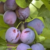 Frukttrær Prunus domestica - Plomme 'Opal' 10L