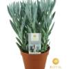 Curio - Senecio 'Mount Everest' 15 cm