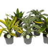 Dracaena Dermensis - Draketre 17 cm top