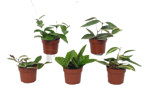 Hoya - Porselensplante Carnosa 12 cm