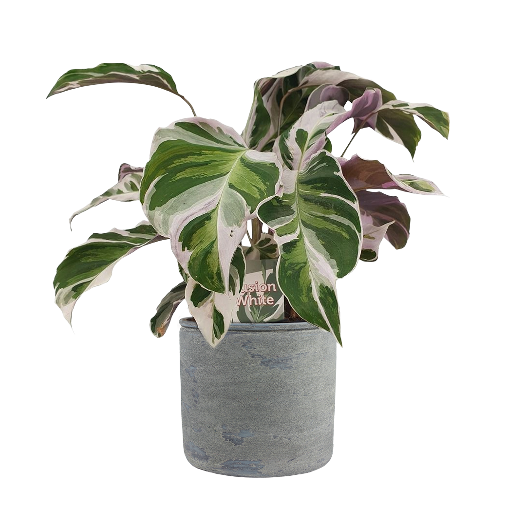 Calathea - Fiskebensplante 'Stella' ('White Fusion') 14 cm