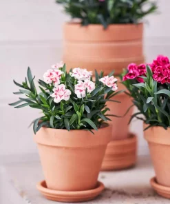 Dianthus - Hagenellik 'Adorables' 12 cm