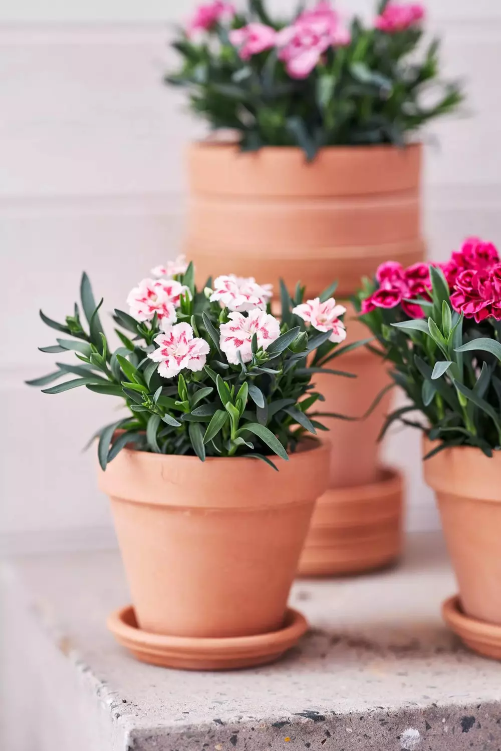 Dianthus - Hagenellik 'Adorables' 12 cm