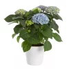 Hortensia Magical 14 cm