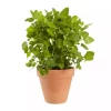 Krydder Sitronmelisse - Melissa officinalis
