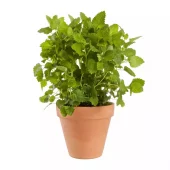 Krydder Sitronmelisse - Melissa officinalis