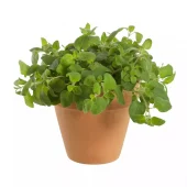 Krydder Oregano -  Origanum vulgare