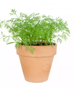 Krydder Dill - Anethum graveolens
