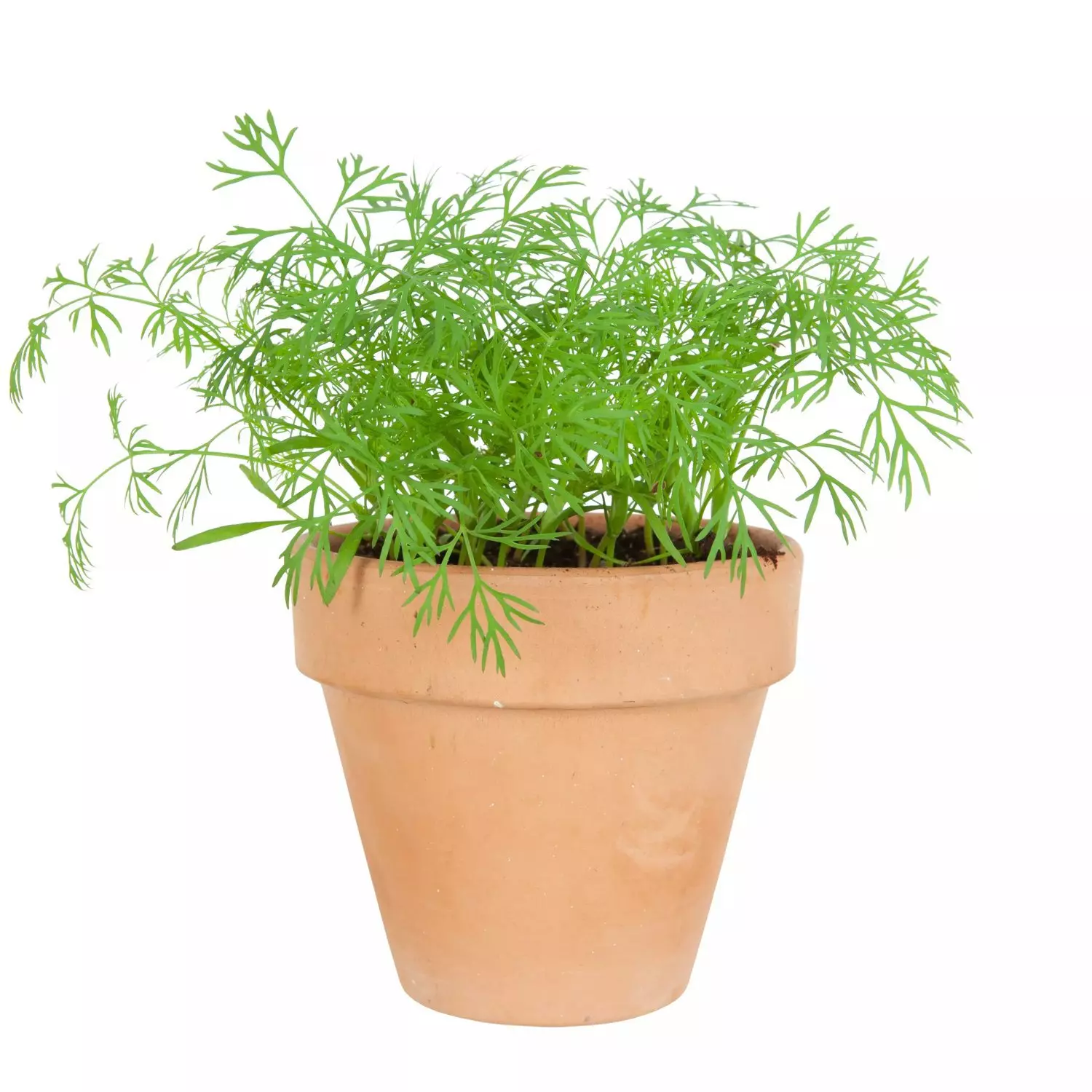 Krydder Dill - Anethum graveolens