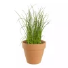 Krydder Gressløk - Allium schoenoprasum