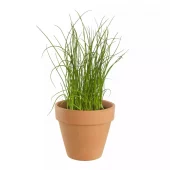 Krydder Gressløk - Allium schoenoprasum