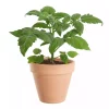 Tomat 'Sunchocola', Black Cherry