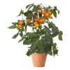 Pick & Joy - Cherry Tomat orange 14 cm