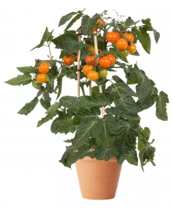 Pick & Joy - Cherry Tomat orange 14 cm
