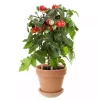 Pick & Joy - Cherry Tomat rød 14 cm