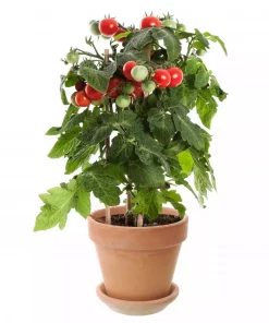 Pick & Joy - Cherry Tomat rød 14 cm
