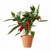 Pick & Joy - Snack Paprika rød 14 cm