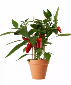 Pick & Joy - Snack Paprika rød 14 cm
