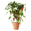 Pick & Joy - Mild Chili 14 cm