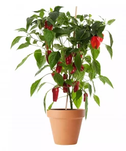 Pick & Joy - Mild Chili 14 cm