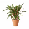 Pick & Joy - Hot Chili rød 14 cm