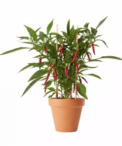 Pick & Joy - Hot Chili rød 14 cm