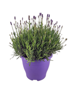 Lavendula Angustifolia - Lavendel 23 cm