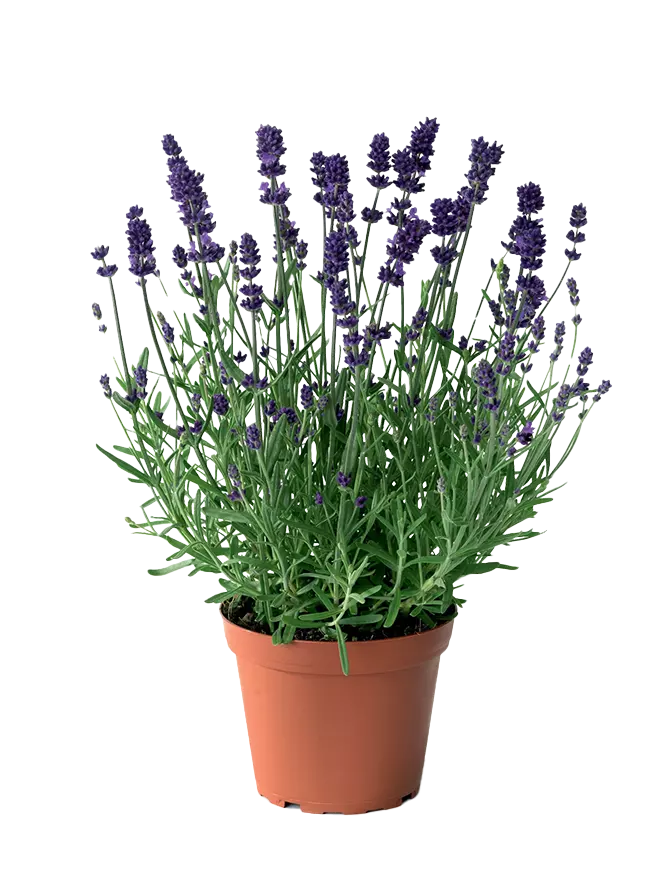 Lavendula Angustifolia - Lavendel 23 cm