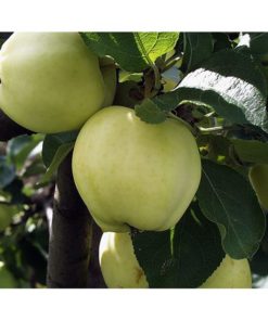 Frukttrær Malus domestica - Eple 'Transperante Blanche' 10L