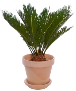 Cycas - Kongepalme 17 cm