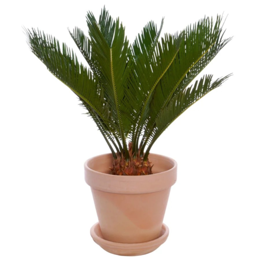 Cycas - Kongepalme 17 cm