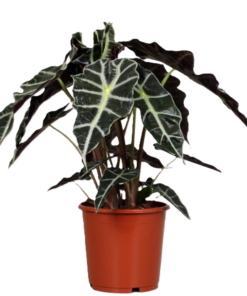 Alocasia - Elefantøre Polly 17 cm