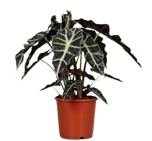 Alocasia - Elefantøre Polly 17 cm