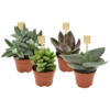 Crassula mini