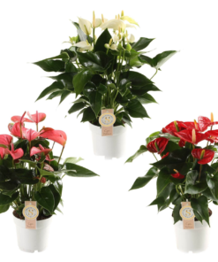 Anthurium - Flamingoblomst 17 cm