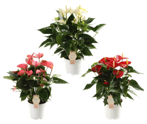 Anthurium - Flamingoblomst 17 cm