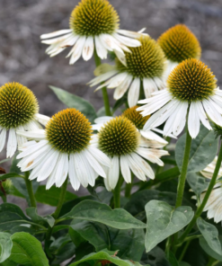 Echinacea - Solhat 17 cm