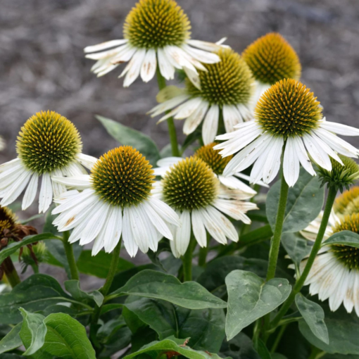 Echinacea - Solhat 17 cm