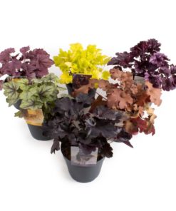 Heuchera - Alunrot 15 cm