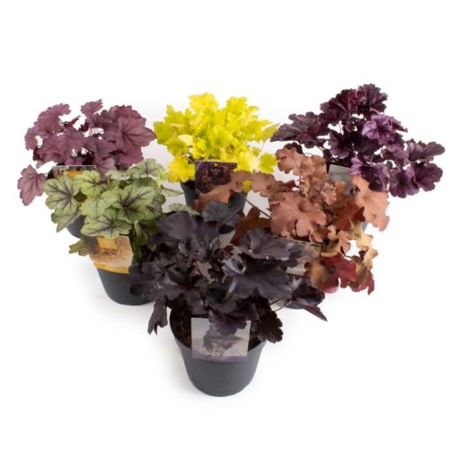 Heuchera - Alunrot 15 cm