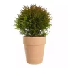 Thuja 'Danica' - Kulethuja 15 cm