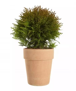 Thuja 'Danica' - Kulethuja 15 cm
