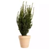 Taxus media 'Hilli' - Hybridbarlind 15 cm